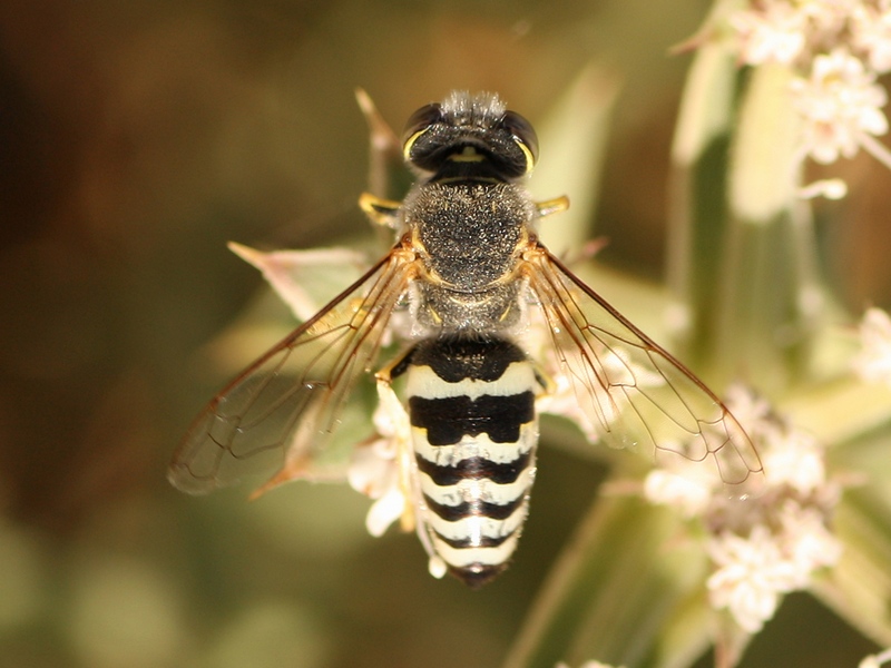 Bembix sp., Crabronidae